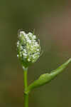 Coastal plain angelica